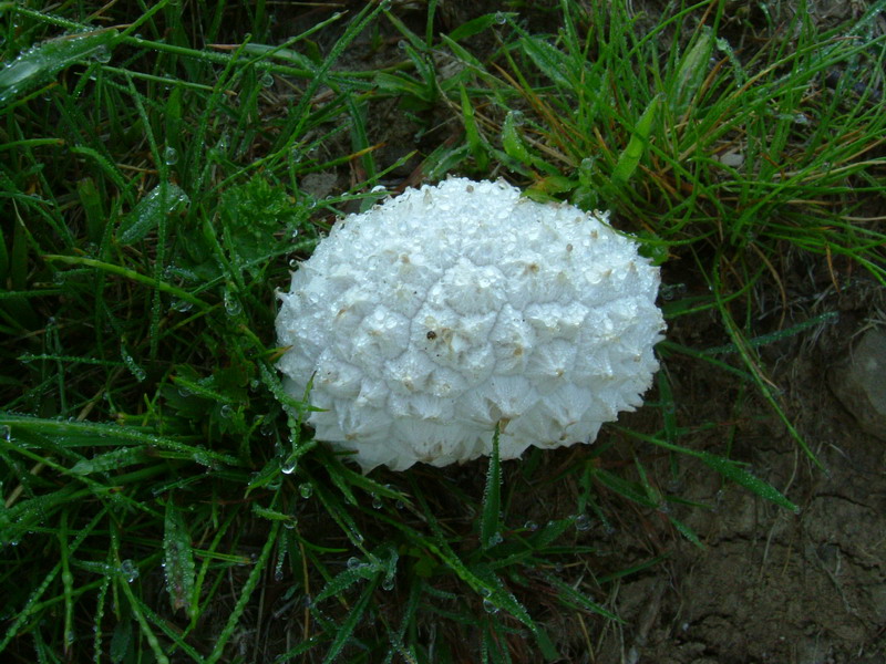 Lycoperdaceae